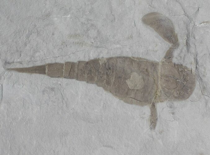 Eurypterus (Sea Scorpion) Fossil - New York #62803